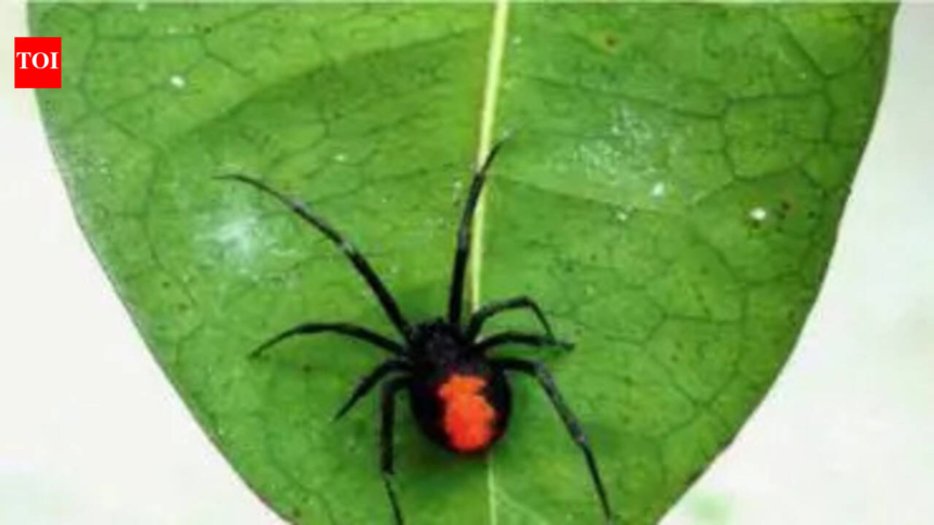 Redback spiders quietly spread near Ennore – The Times of India