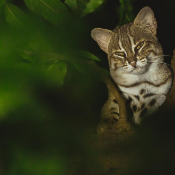 In a first, world’s smallest wild cat snapped with kitten in Faridabad; confirms breeding outside protected areas, say researchers – The Hindu