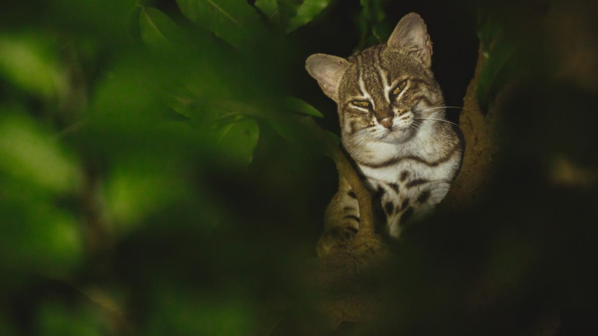 In a first, world’s smallest wild cat snapped with kitten in Faridabad; confirms breeding outside protected areas, say researchers – The Hindu