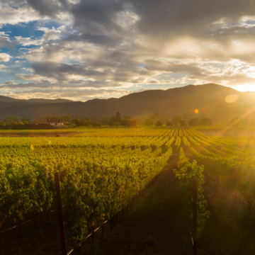 wp-header-logo-1331.png India’s hidden wine regions beyond Nashik