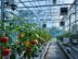 wp-header-logo-2267.png Explainable AI could help greenhouses cut energy use while protecting crop yields – Devdiscourse
