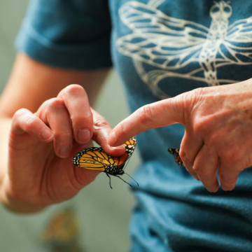 New butterfly tagging technology turns hypotheses to facts for KU’s Monarch Watch – The Lawrence Times