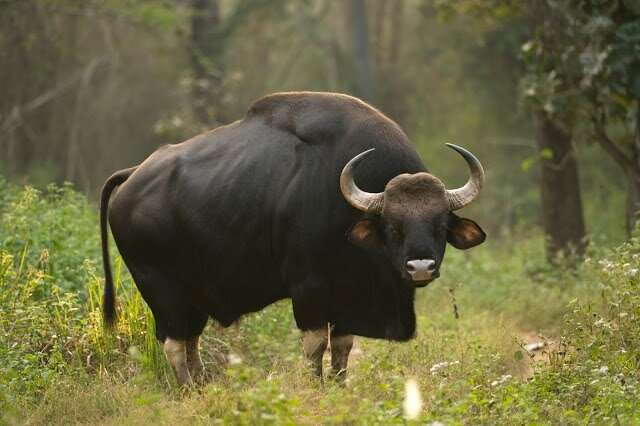 wp-header-logo-2857.png India considers Sri Lankan proposal for translocating ‘Indian bisons’ – Daily Mirror – Sri Lanka