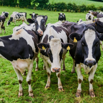 wp-header-logo-2893.png What breeding trends are AI companies seeing? – Agriland