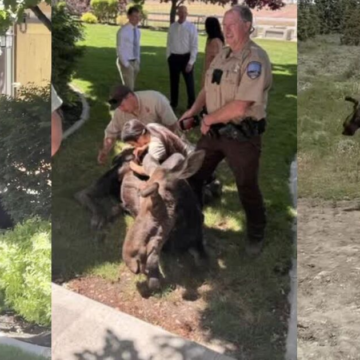 Drought, low snowpack may push moose closer to neighborhoods, as seen today in Springville – Idaho News 6
