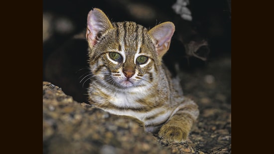 wp-header-logo-897.png First record of Rusty-spotted cat in UP’s National Chambal sanctuary | India News – Hindustan Times
