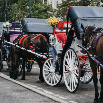 ‘Just to save his mother’: Indian teen dies in horse carriage accident in New York’s Central Park – The Indian Express