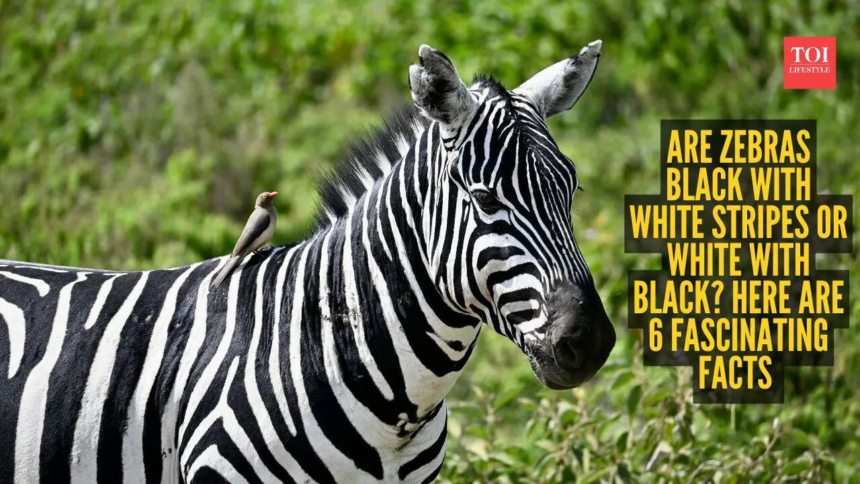wp-header-logo-1118.png Are zebras black with white stripes or white with black? Here are 6 fascinating facts