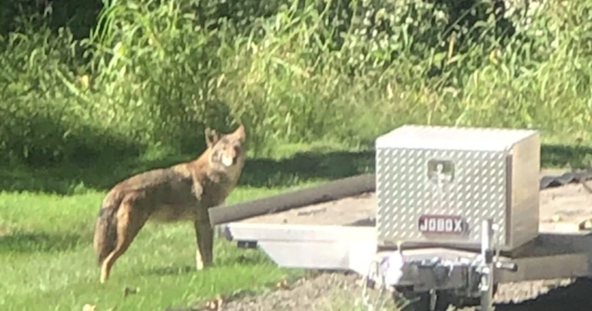 New Jersey coyote attacks have dog owners on alert as police issue new warning – CBS News