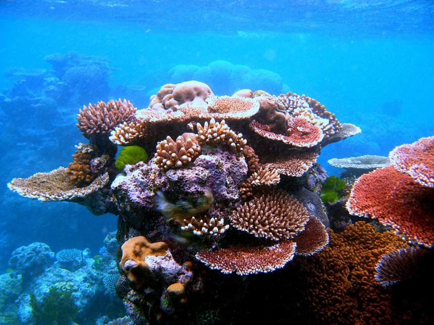 Zoological Survey to soon seek nod to translocate Great Nicobar corals – The Indian Express