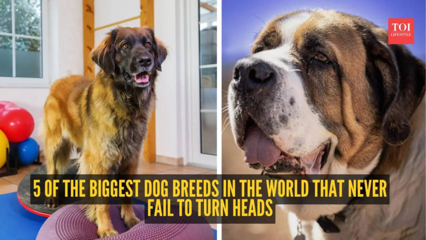 wp-header-logo-129.png 5 of the biggest dog breeds in the world that never fail to turn heads