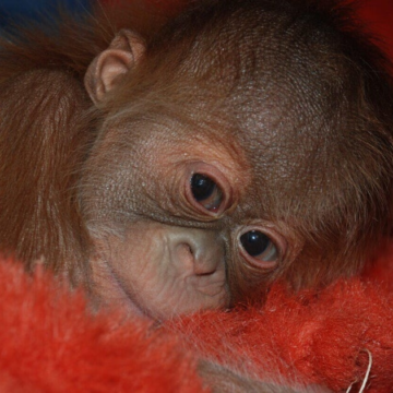 wp-header-logo-1296.png Denver Zoo visitors can vote on name for new baby orangutan – CBS News