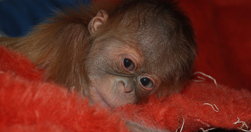 Denver Zoo visitors can vote on name for new baby orangutan – CBS News