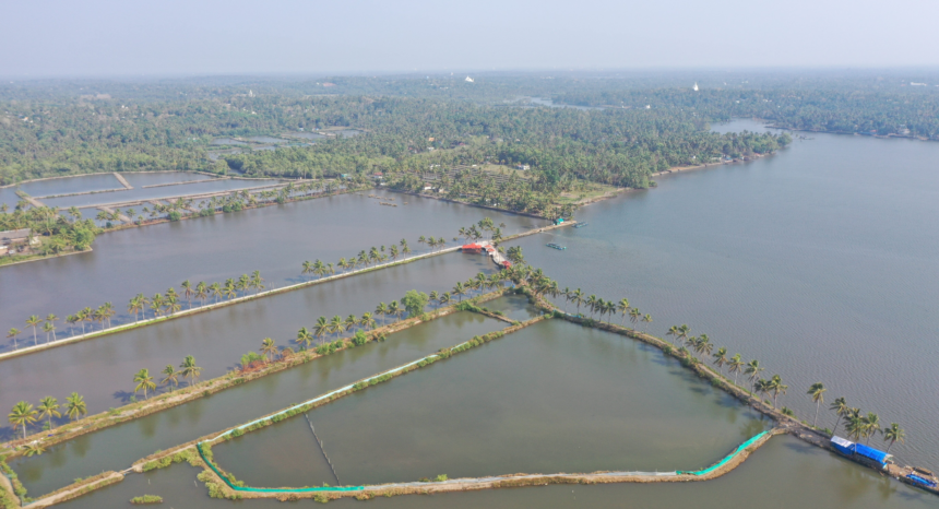 Trade insights: India’s US shrimp shipments claw back to year-earlier levels in April – Undercurrent News