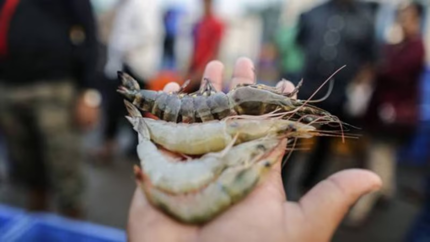 Months after US tariff shock, Andhra shrimp farmers hit by steep feed price hike – The Indian Express