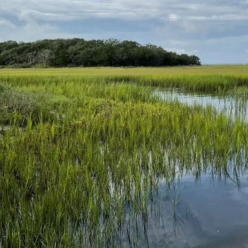 On Monday's show: History of land conservation – WJCT News 89.9