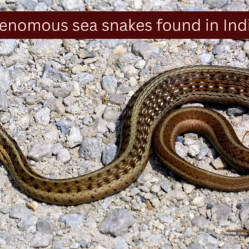 5 highly venomous sea snakes found in Indian waters and where they are found