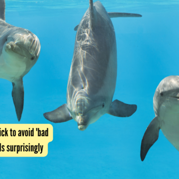 Dolphins have a trick to avoid 'bad guys,' and it sounds surprisingly human: Study