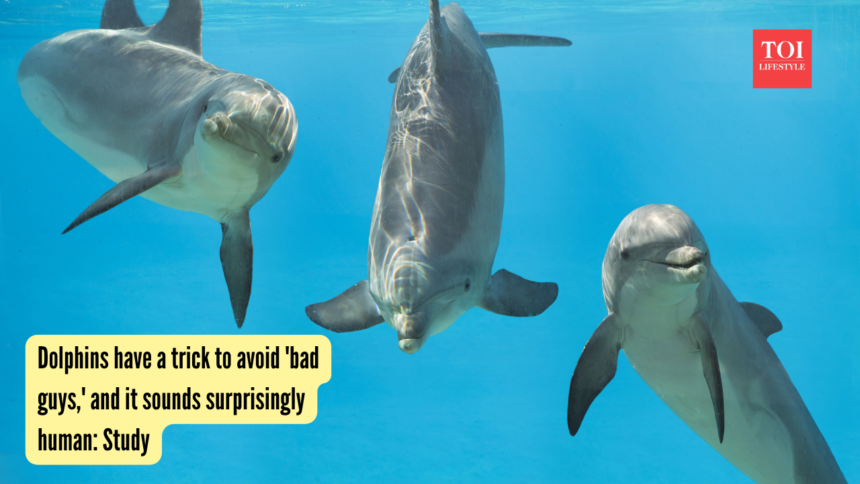 wp-header-logo-1648.png Dolphins have a trick to avoid 'bad guys,' and it sounds surprisingly human: Study