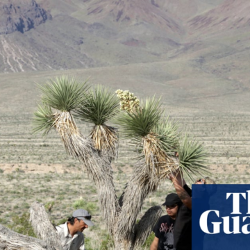 Showdown in the desert: the small town fending off a new California gold rush – The Guardian