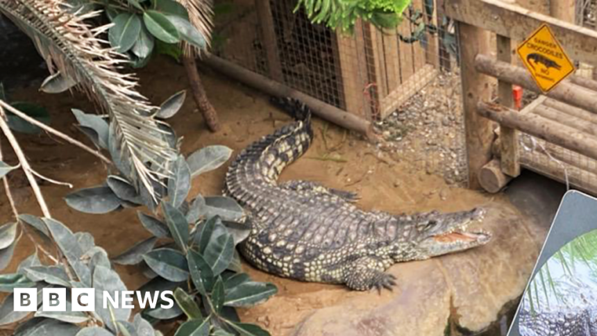 wp-header-logo-1717.png Man arrested after boy injured in zoo crocodile enclosure – BBC