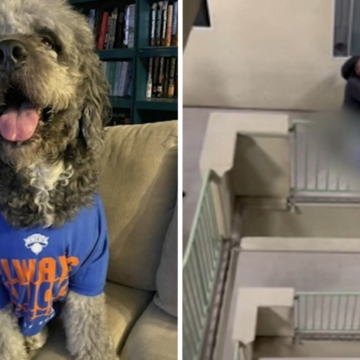 Neighbor who called 911 apologizes after LAPD fatally shoots dog during Knicks celebration in Canoga Park – ABC7 Exclusive – ABC7 Los Angeles