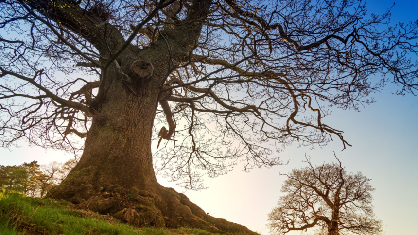 Robin Hood’s hideout falls: Sherwood Forest’s iconic Major Oak tree declared dead – The Indian Express