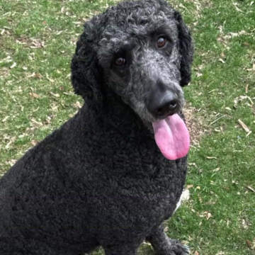wp-header-logo-1865.png N.J. homeowner says dog helped her escape house fire: "He's my hero, my angel." – CBS News