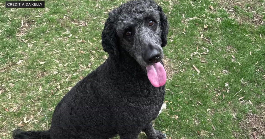 N.J. homeowner says dog helped her escape house fire: "He's my hero, my angel." – CBS News