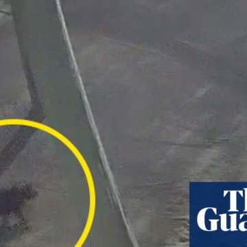 wp-header-logo-205.png Tasmanian devil Mary found 2km from her Gold Coast theme park home after two weeks on the run – The Guardian
