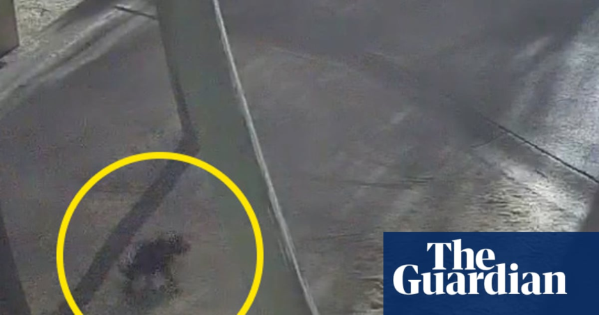 Tasmanian devil Mary found 2km from her Gold Coast theme park home after two weeks on the run – The Guardian