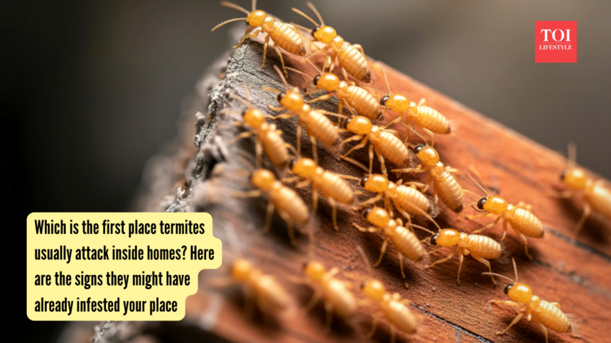 wp-header-logo-2095.png Which is the first place termites usually attack inside homes? Here are the signs they might have already infested your place