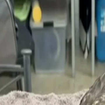 wp-header-logo-2098.png H5 bird flu: Australia’s first case of deadly disease confirmed in brown skua seabird found near Esperance – The West Australian