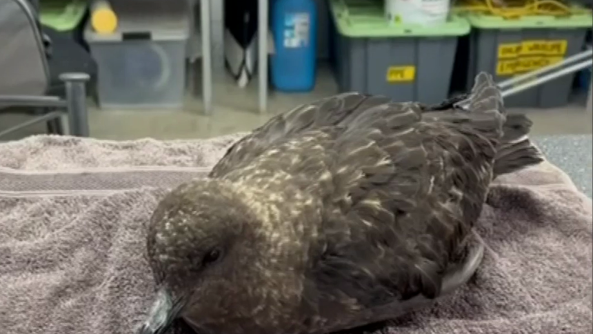 H5 bird flu: Australia’s first case of deadly disease confirmed in brown skua seabird found near Esperance – The West Australian