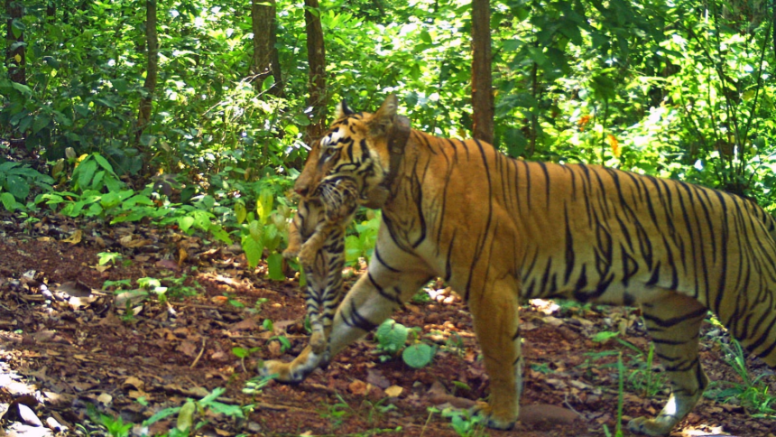 Tigers, gaurs, wild dogs: Inside Madhya Pradesh’s wildlife swap plan with Andhra – The Indian Express