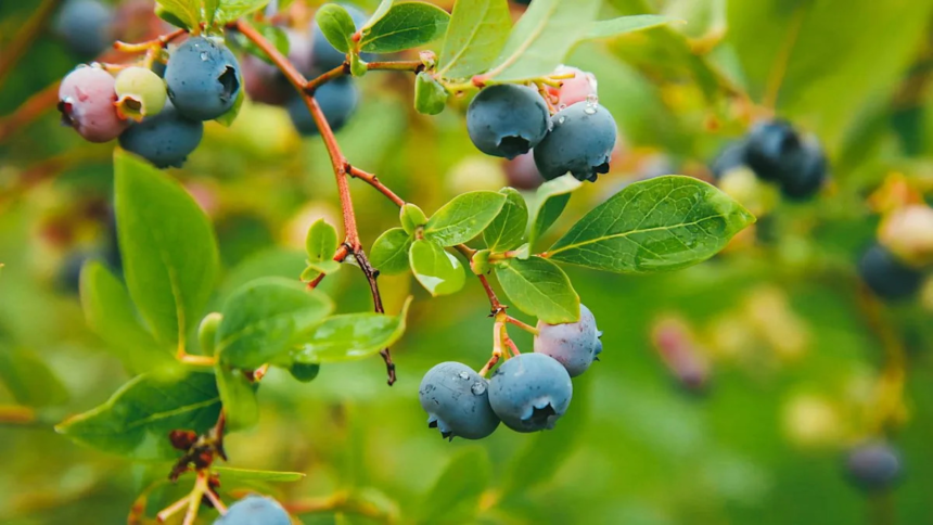 This Compact Fruiting Shrub Is Replacing Apple Trees in Small Gardens – Yahoo