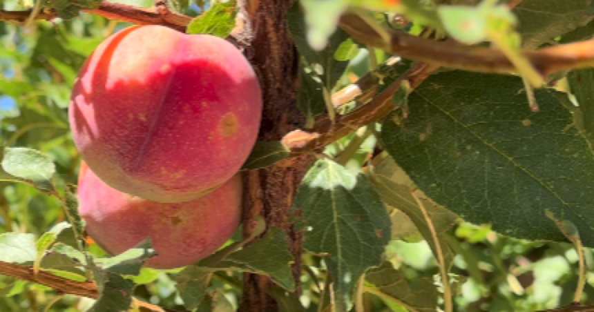 wp-header-logo-2179.png BLOOMING SUCCESS: Apple Annie's marks 40 years in Willcox with early opening – KGUN 9