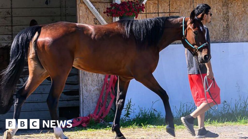 More than a dozen horses killed in New York barn fire – BBC