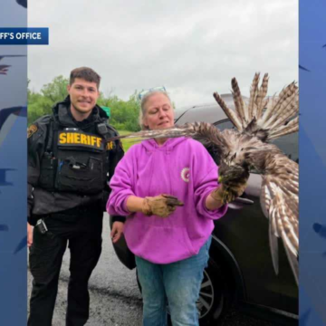 wp-header-logo-2459.png Roadside rescue: deputies, wildlife rehabilitator save baby hawk – WPTZ