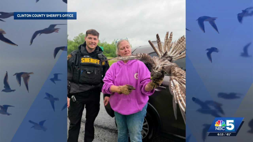 wp-header-logo-2459.png Roadside rescue: deputies, wildlife rehabilitator save baby hawk – WPTZ