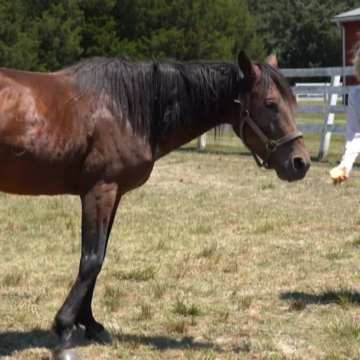 Heartbeat of Delmarva: Spartan the Rescue Horse – WBOC TV