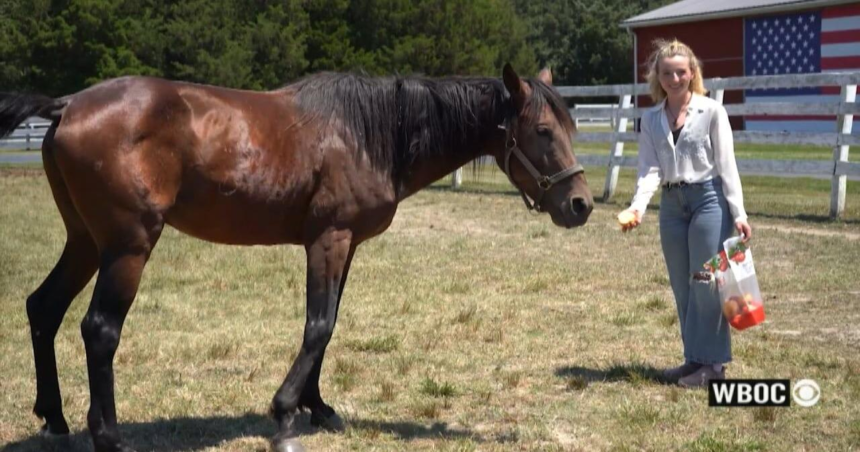 Heartbeat of Delmarva: Spartan the Rescue Horse – WBOC TV