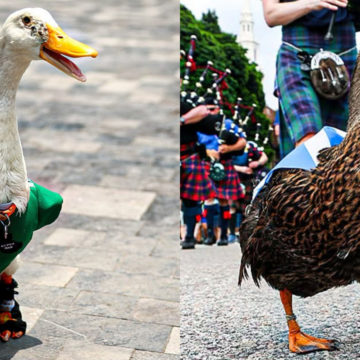 Merlin and Dawny: Meet the ducks supporting Mexico and Scotland this World Cup – The Indian Express