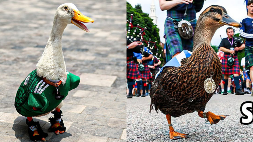 Merlin and Dawny: Meet the ducks supporting Mexico and Scotland this World Cup – The Indian Express