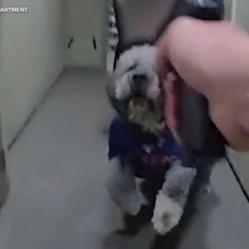 LAPD releases bodycam video showing moments before officer shoots and kills dog during Knicks celebration in Canoga Park – ABC7 Los Angeles