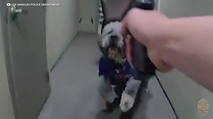 wp-header-logo-2514.png LAPD releases bodycam video showing moments before officer shoots and kills dog during Knicks celebration in Canoga Park – ABC7 Los Angeles