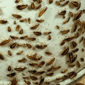 How Artificial Intelligence is Helping Automate Cockroach Surveillance in Cities – Entomology Today