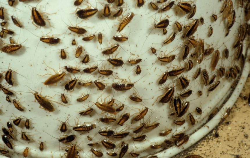 How Artificial Intelligence is Helping Automate Cockroach Surveillance in Cities – Entomology Today