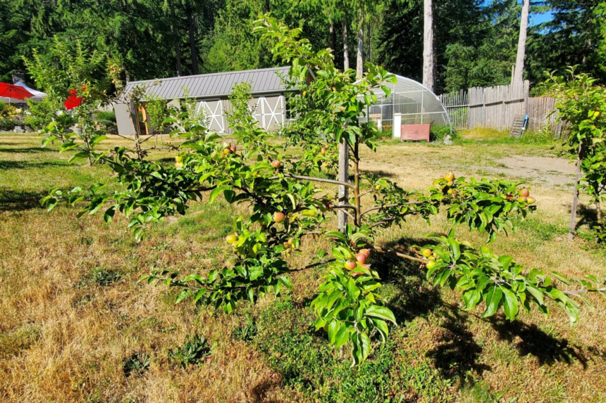 Riley’s Cidery narrows rezoning application – Bowen Island Undercurrent