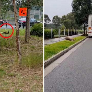 wp-header-logo-364.png Dashcam footage could catch more drivers breaking $5,500 rule – Yahoo News Australia
